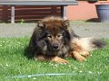 rudel (4)